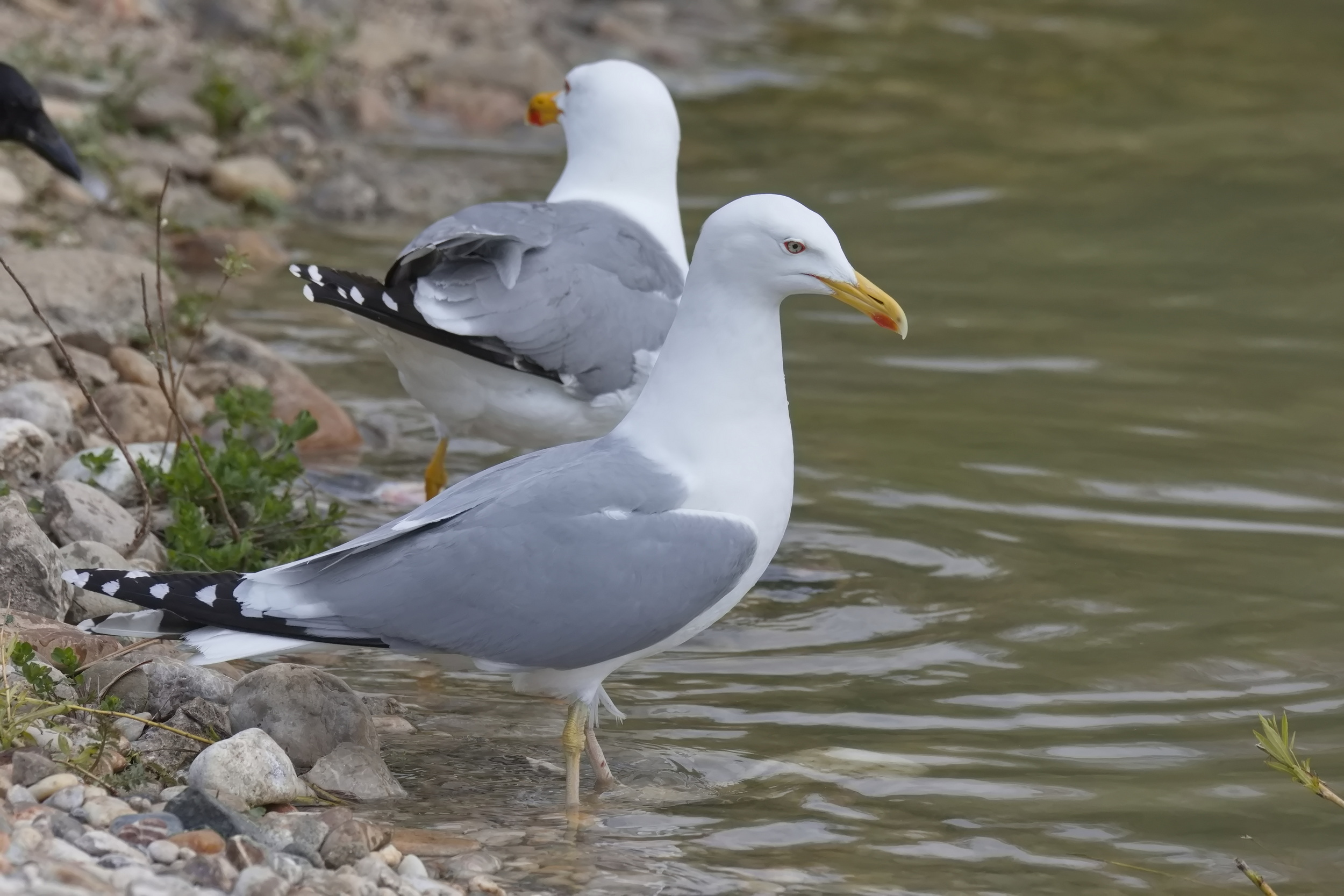 Steppenmöwen-Weibchen mit zugehörigem Brutpartner