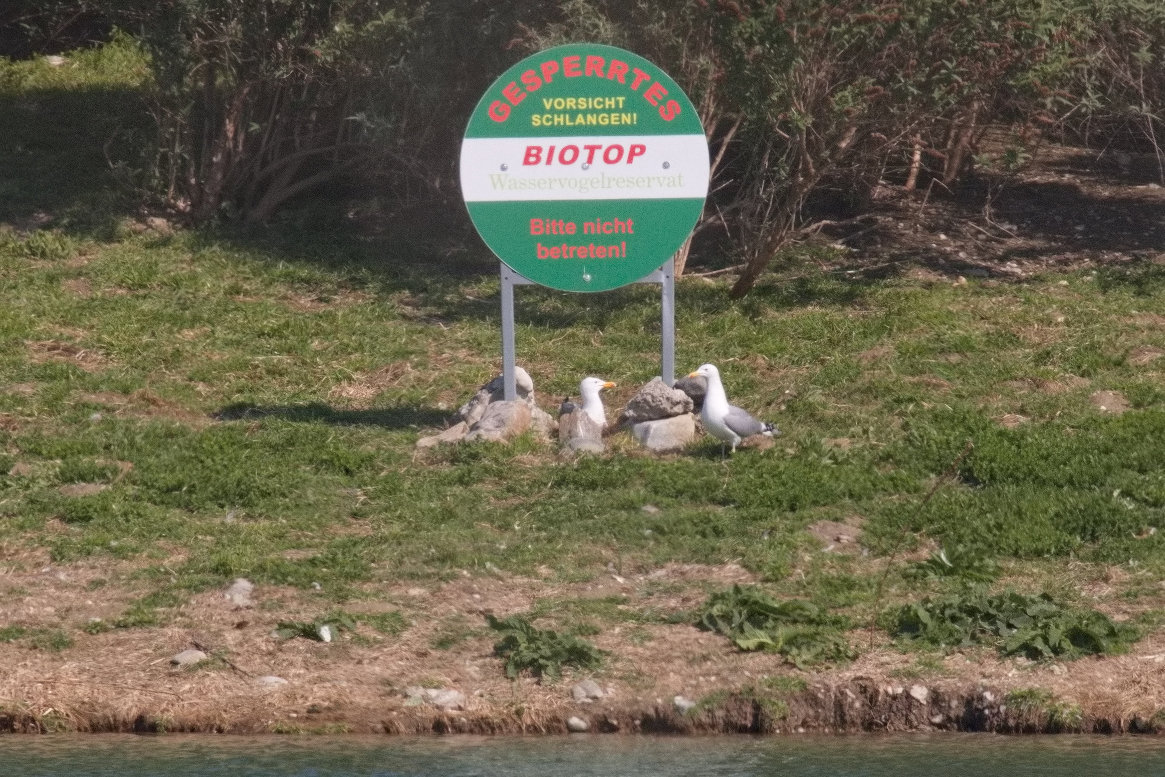 Männchen im Nest, zu diesem Zeitpunkt noch keine Brut