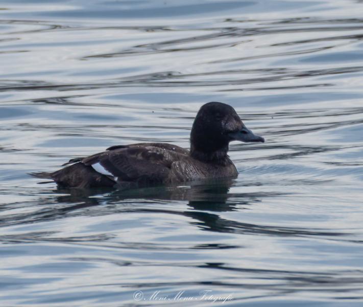 Samtente 20230224 Club300 Österreich