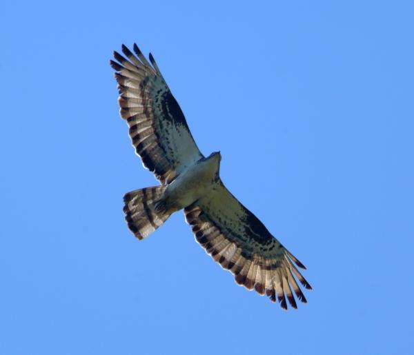 Wespenbussard - 15.08.2007