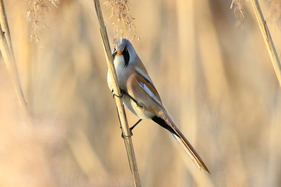 Bartmeise - 30.03.2017