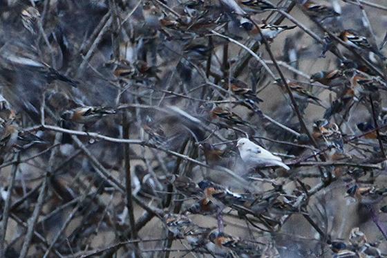 Bergfink - 20.02.2009