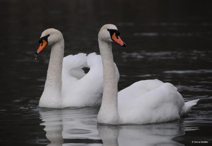 Höckerschwan - 26.02.2012
