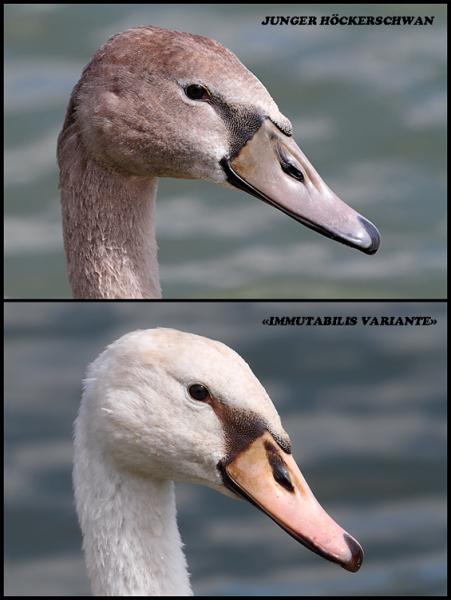 Höckerschwan - 06.09.2011