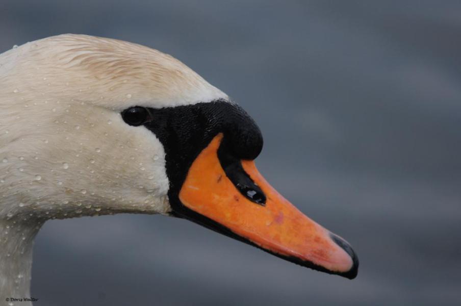 Höckerschwan - 08.04.2012
