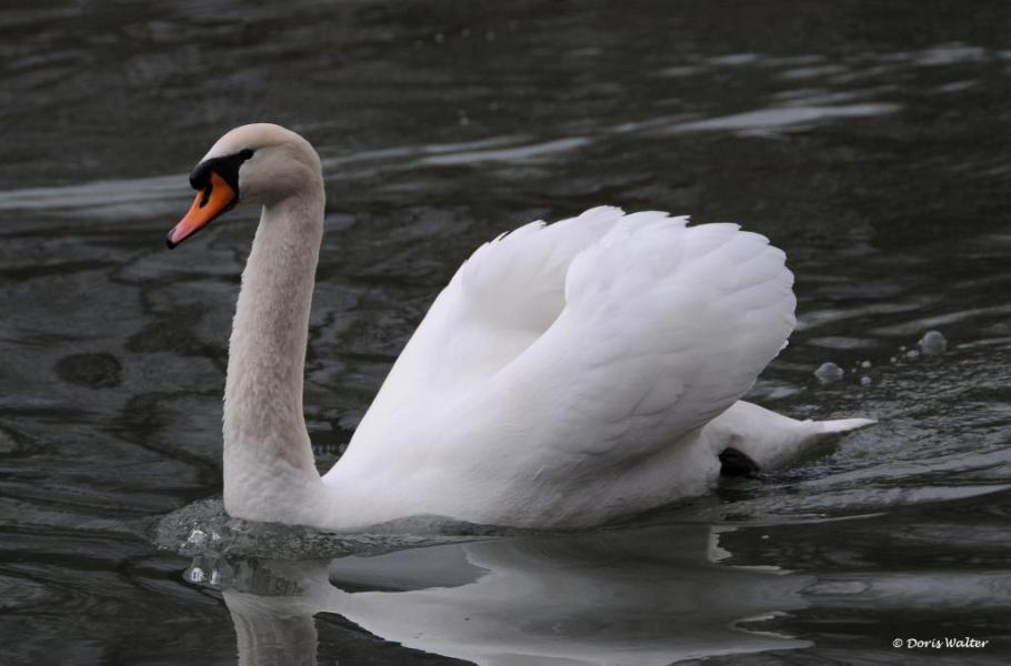 Höckerschwan - 26.02.2012