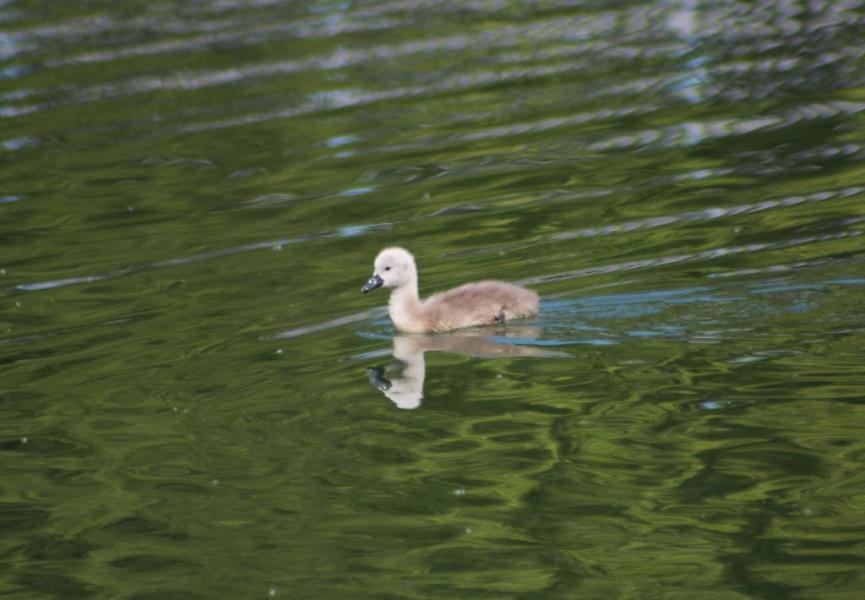 Höckerschwan - 18.05.2012
