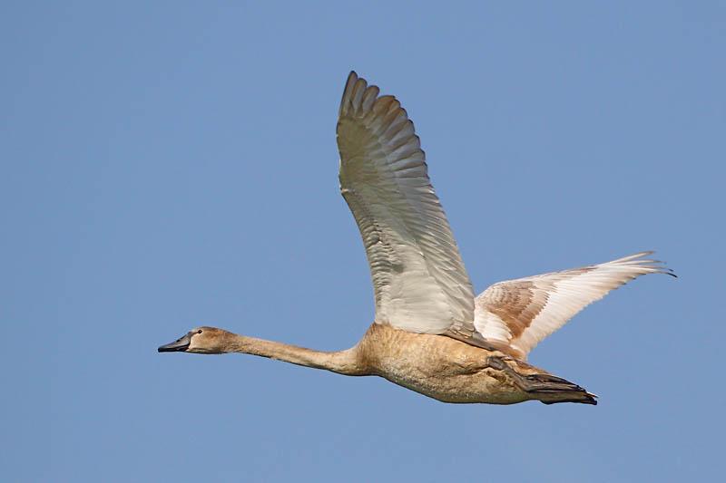 Höckerschwan - 13.09.2009