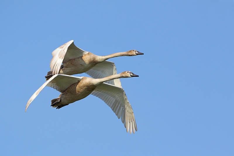 Höckerschwan - 13.09.2009