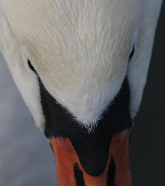 Höckerschwan - 30.12.2010