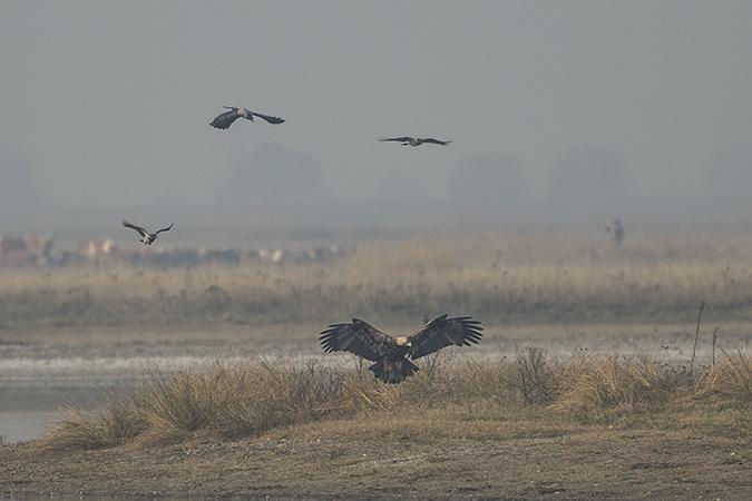 Kaiseradler - 06.11.2015