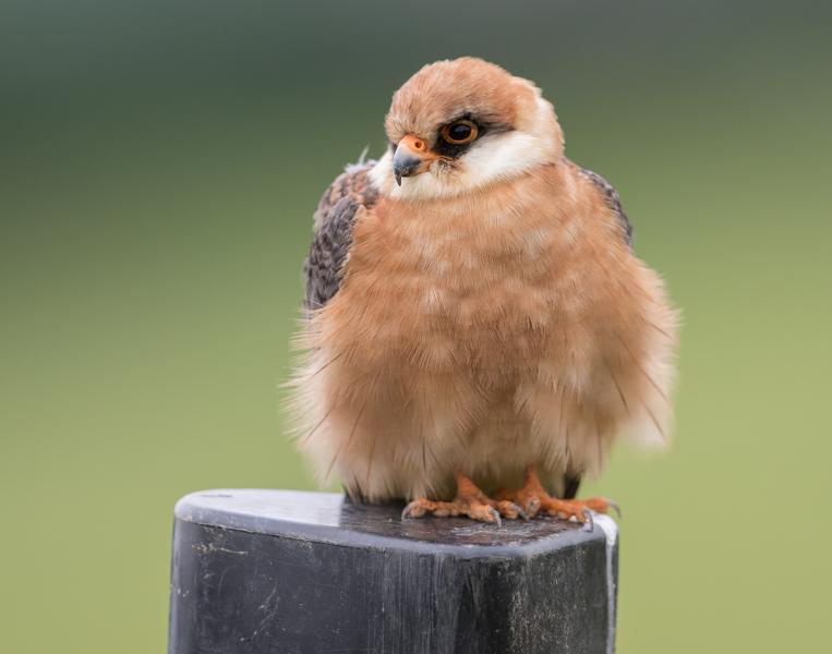 Rotfußfalke - 26.05.2015