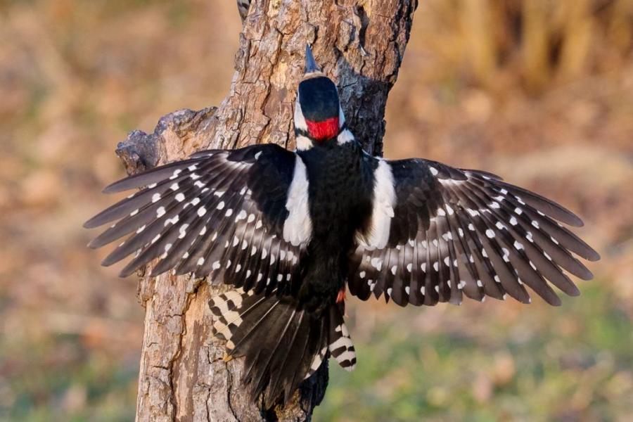 Buntspecht - 20.03.2015