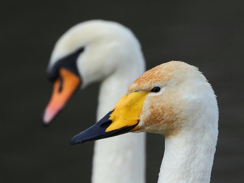 Singschwan - 26.01.2012