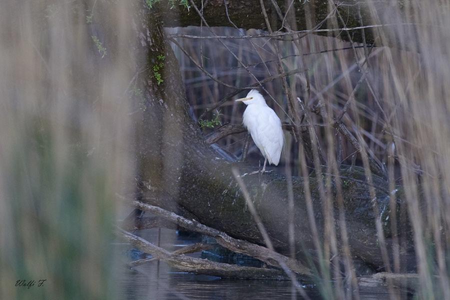 Kuhreiher - 28.04.2012