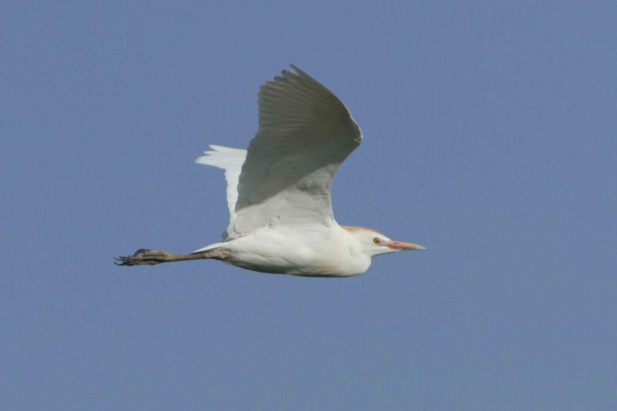 Kuhreiher - 29.04.2012