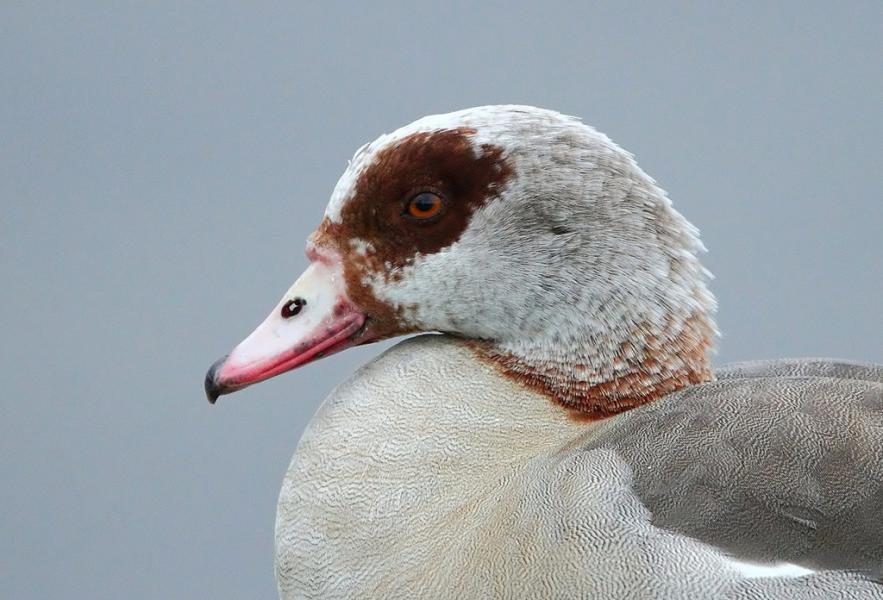 Nilgans - 29.04.2012