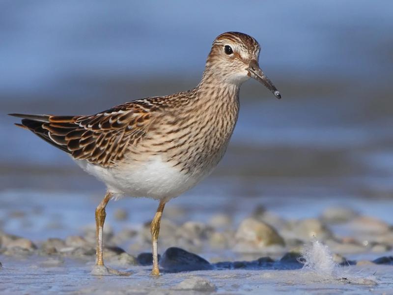 Graubruststrandläufer - 16.09.2012
