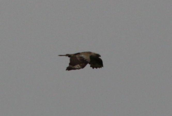 Adlerbussard - 01.06.2013