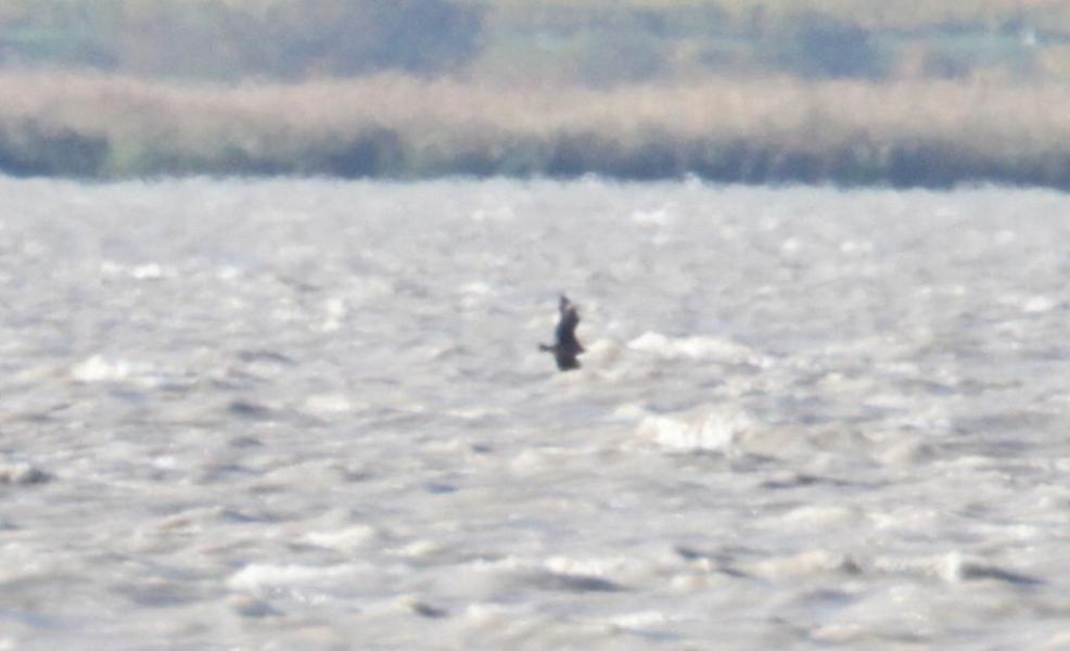 Skua - 13.10.2017