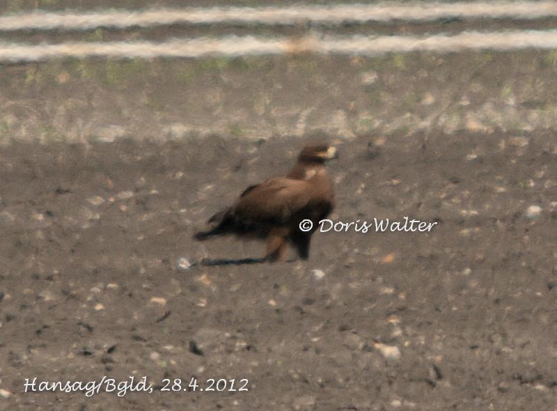 Steppenadler - 28.04.2012