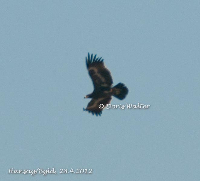 Steppenadler - 28.04.2012