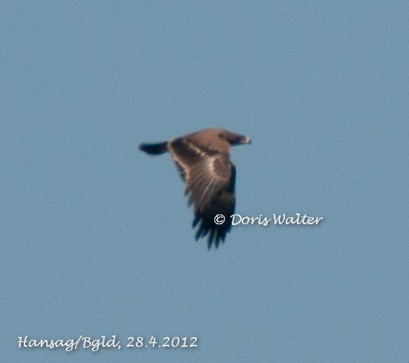 Steppenadler - 28.04.2012