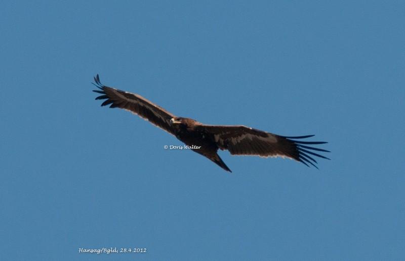 Steppenadler - 28.04.2012