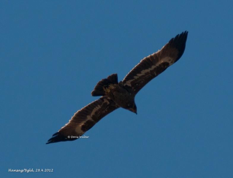 Steppenadler - 28.04.2012