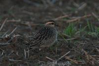 11. BIRDERSMS-Treffen Seewinkel/Parndorfer Platte am 06./07.09.2008