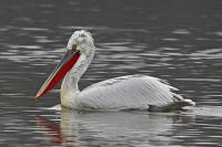 Erstnachweis des Krauskopfpelikans (Pelecanus crispus) für Österreich durch Johann Brandner