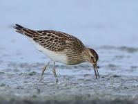 19. BIRDERSMS-Treffen Seewinkel/Parndorfer Platte & alpiner Mornelldurchzug am 08./09.09.2012