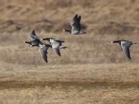 18. BIRDERSMS-Treffen Seewinkel/Parndorfer Platte am 25./26.02.2012