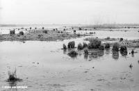 Das Vorarlberger Rheindelta — Einst und Heute